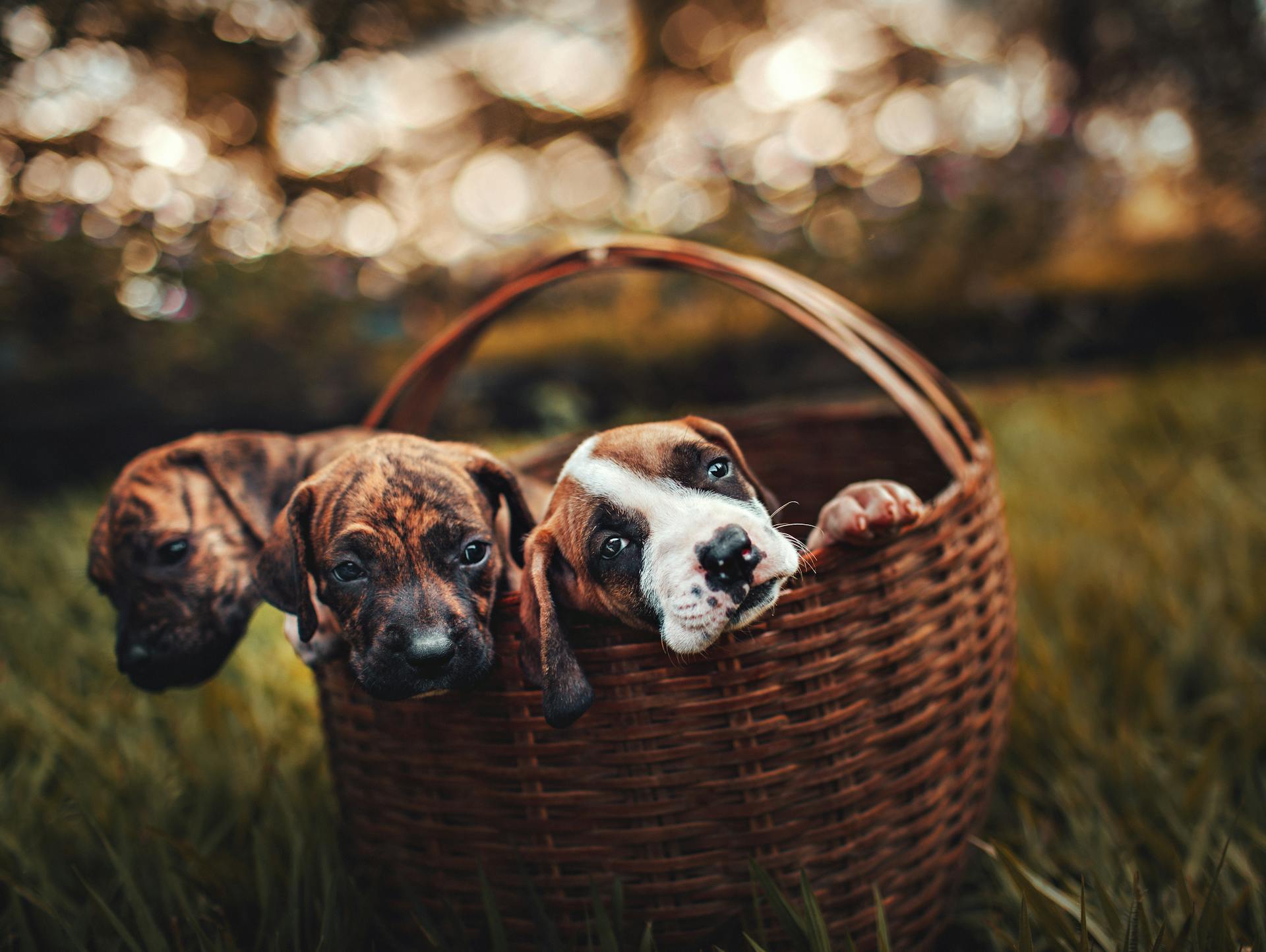 Pet Safe Cleaners Canada | EnviroNize